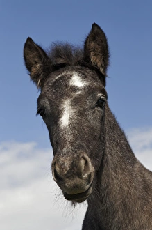 Images Dated 18th April 2012: Camargue horse foal, born dark and turn white with age, Camargue region of southern