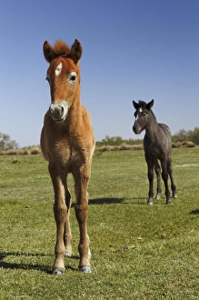 Images Dated 18th April 2012: Camargue horse foal, born dark and turn white with age, Camargue region of southern