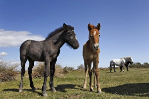 Images Dated 18th April 2012: Camargue horse foal, born dark and turn white with age, Camargue region of southern
