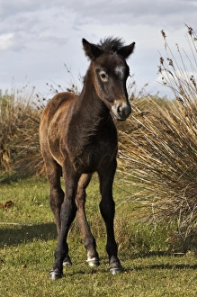 Images Dated 18th April 2012: Camargue horse foal, born dark and turn white with age, Camargue region of southern