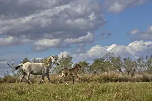 Images Dated 18th April 2012: Camargue horse foal with mother, Camargue region of southern France