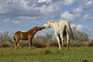 Images Dated 18th April 2012: Camargue horse foal with mother, Camargue region of southern France