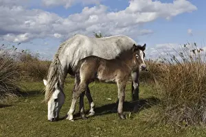 Images Dated 18th April 2012: Camargue horse foal with mother, Camargue region of southern France