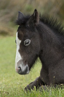 Images Dated 25th April 2012: Camargue horse foal, southern France