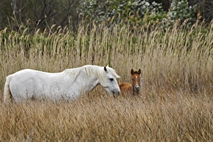 Images Dated 25th April 2012: Camargue horse foal, southern France