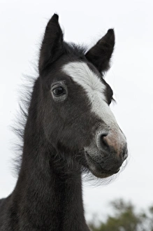 Images Dated 25th April 2012: Camargue horse foal, southern France