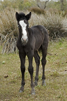 Images Dated 25th April 2012: Camargue horse foal, southern France
