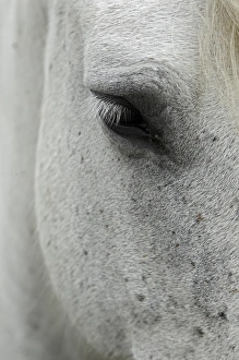 Images Dated 25th April 2012: Camargue horse foal, southern France