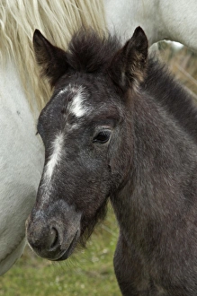 Images Dated 25th April 2012: Camargue horse foal, southern France