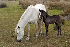Images Dated 25th April 2012: Camargue horse foal, southern France