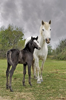 Images Dated 25th April 2012: Camargue horse foal, southern France