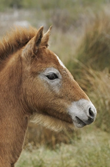 Images Dated 25th April 2012: Camargue horse foal, southern France
