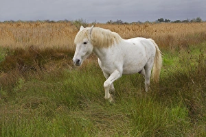 Grace Prints: Camargue horse in marsh, southern France