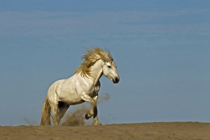 Grace Prints: Camargue horse running over beach dune at sunrise, Camargue region of southern, France