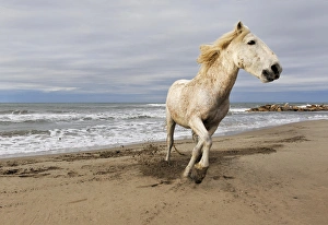 Images Dated 15th April 2012: Camargue horse running along beach, southern France