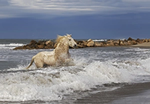 Majestic Prints: Camargue horse running out of surf, southern France