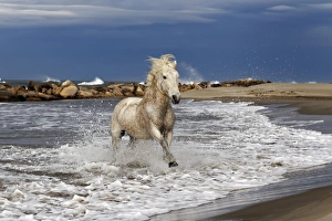 Images Dated 15th April 2012: Camargue horse running out of surf, southern France