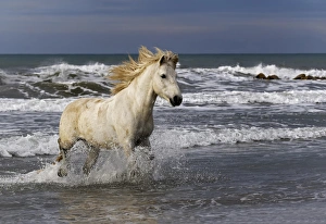 Images Dated 15th April 2012: Camargue horse running out of surf, southern France
