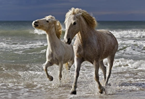 Images Dated 16th April 2012: Camargue horse running out of surf, southern France