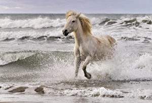 Images Dated 15th April 2012: Camargue horse running out of surf, southern France