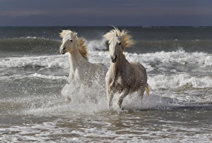 Images Dated 16th April 2012: Camargue horse running out of surf, southern France