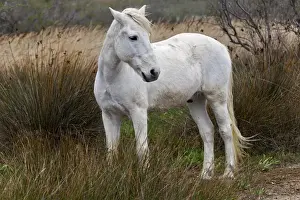 Images Dated 16th April 2012: Camargue horse standing in marshy wetland of the Camargue region of southern France