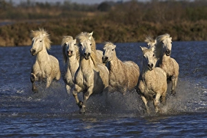 Images Dated 16th April 2012: Camargue horses running through marshy wetland of the Camargue, southern France
