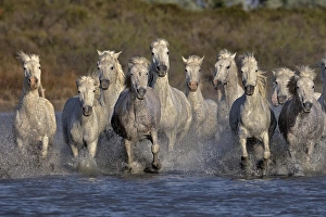 Images Dated 17th April 2012: Camargue horses running through marshy wetland of the Camargue, southern France
