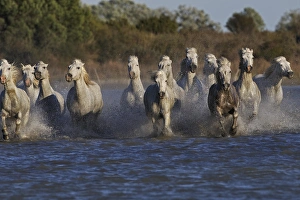 Images Dated 17th April 2012: Camargue horses running through marshy wetland of the Camargue, southern France