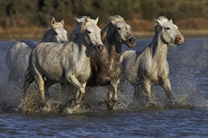 Images Dated 17th April 2012: Camargue horses running through marshy wetland of the Camargue, southern France