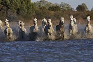 Images Dated 17th April 2012: Camargue horses running through marshy wetland of the Camargue, southern France