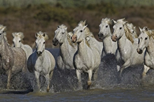 Images Dated 24th April 2012: Camargue horses running through marshy wetland of the Camargue, southern France