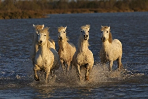 Images Dated 17th April 2012: Camargue horses running through marshy wetland of the Camargue, southern France