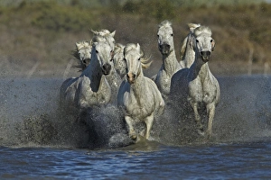 Images Dated 24th April 2012: Camargue horses running through marshy wetland of the Camargue, southern France
