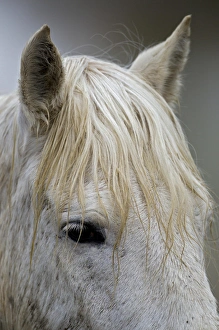 Images Dated 23rd April 2012: Camargue horses running through marshy wetland of the Camargue, southern France