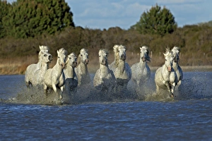 Images Dated 24th April 2012: Camargue horses running through marshy wetland of the Camargue, southern France
