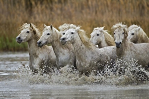 Camargue horses running through marshy wetland of the Camargue, southern France