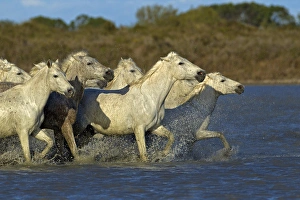 Camargue horses running through marshy wetland of the Camargue, southern France
