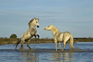 Images Dated 24th April 2012: Camargue horses running through marshy wetland of the Camargue, southern France