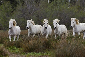 Images Dated 16th April 2012: Camargue horses running through marshy wetland of the Camargue, southern France