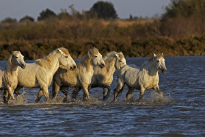Images Dated 16th April 2012: Camargue horses running through marshy wetland of the Camargue, southern France