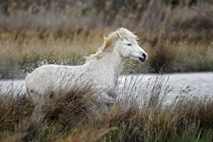 Images Dated 16th April 2012: Camargue horses running through marshy wetland of the Camargue, southern France
