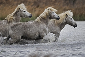 Images Dated 16th April 2012: Camargue horses running through marshy wetland of the Camargue, southern France