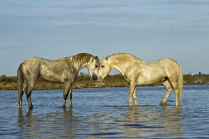 Grace Prints: Camargue horses standing in marshy wetland of the Camargue, southern France