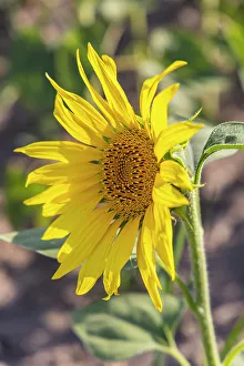 Sunflower Prints: Camargue Nord, Arles, Bouches-du-Rhone
