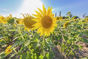 Sunflower Prints: Camargue Nord, Arles, Bouches-du-Rhone