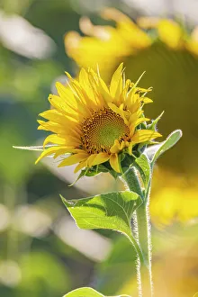 Sunflower Prints: Camargue Nord, Arles, Bouches-du-Rhone