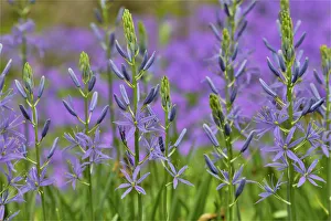 Bulb Prints: Camas along Bells Run Creek, Chanticleer Garden, Wayne, Pennsylvania