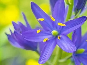 Camas close-up