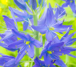 Victoria Prints: Camas close-up